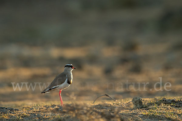 Kronenkiebitz (Vanellus coronatus)