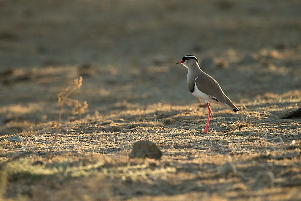 Kronenkiebitz (Vanellus coronatus)