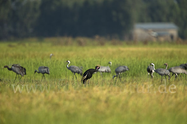 Kronenkranich (Balearica pavonina)