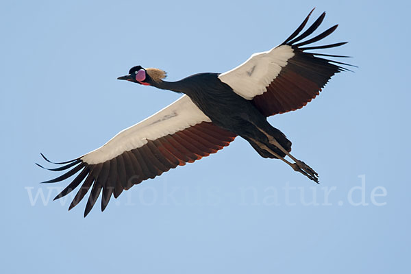 Kronenkranich (Balearica pavonina)