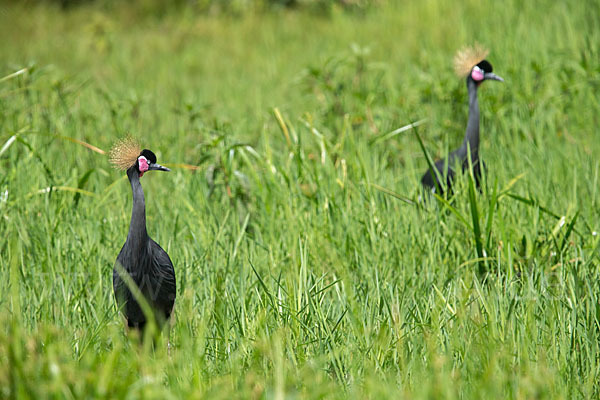 Kronenkranich (Balearica pavonina)