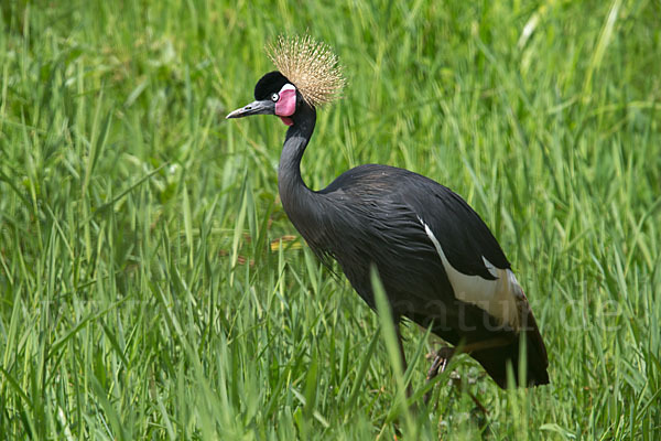 Kronenkranich (Balearica pavonina)