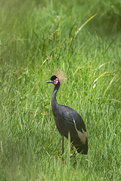 Kronenkranich (Balearica pavonina)