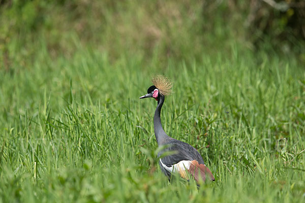 Kronenkranich (Balearica pavonina)