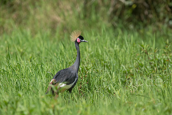 Kronenkranich (Balearica pavonina)