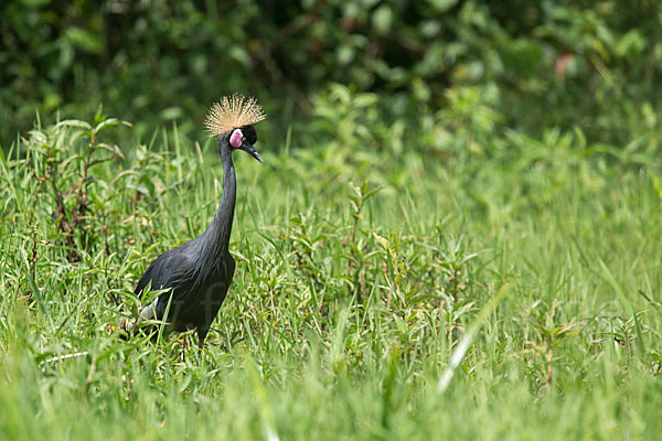 Kronenkranich (Balearica pavonina)