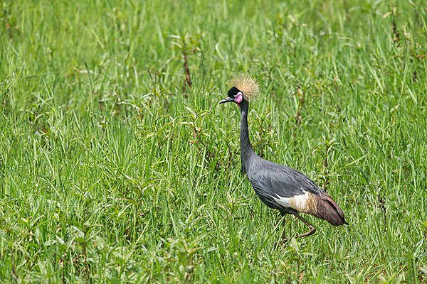 Kronenkranich (Balearica pavonina)