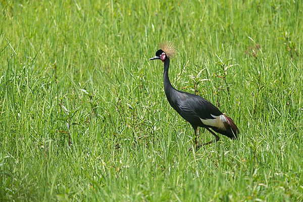 Kronenkranich (Balearica pavonina)