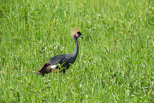 Kronenkranich (Balearica pavonina)