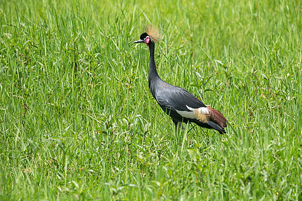 Kronenkranich (Balearica pavonina)