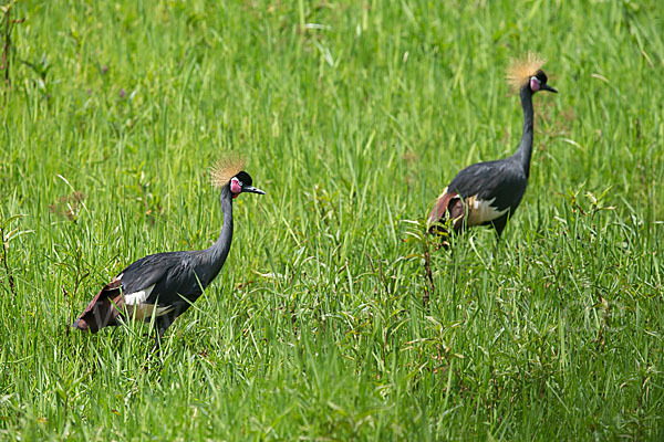 Kronenkranich (Balearica pavonina)