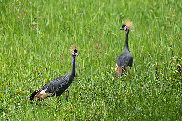 Kronenkranich (Balearica pavonina)