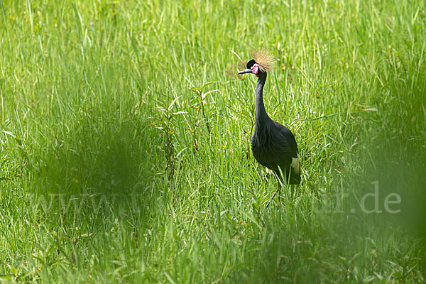 Kronenkranich (Balearica pavonina)