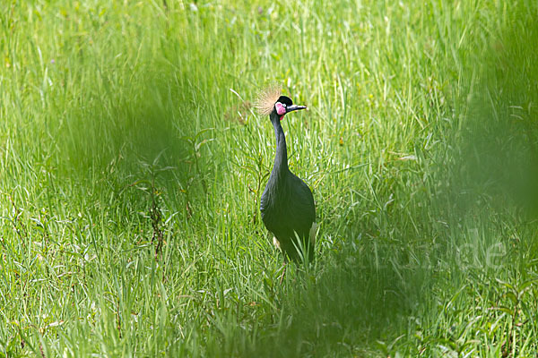 Kronenkranich (Balearica pavonina)