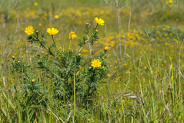 Kronenwucherblume (Glebionis coronaria)