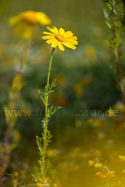 Kronenwucherblume (Glebionis coronaria)