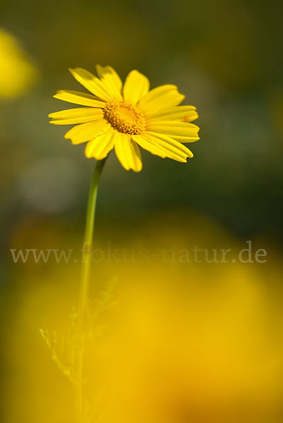 Kronenwucherblume (Glebionis coronaria)