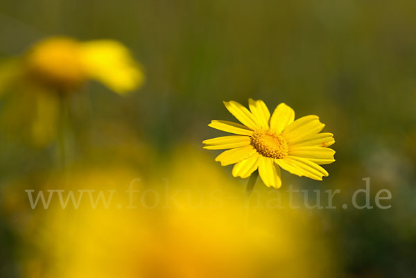 Kronenwucherblume (Glebionis coronaria)