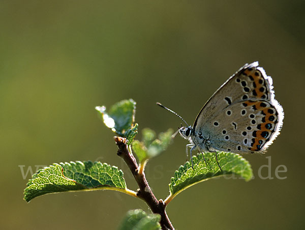 Kronwicken-Bläuling (Plebeius argyrognomon)