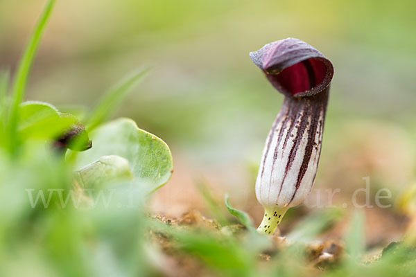 Krummstab (Arisarum vulgare)