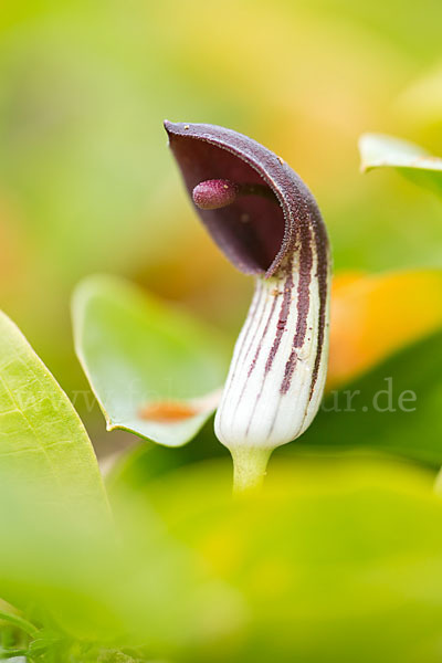 Krummstab (Arisarum vulgare)