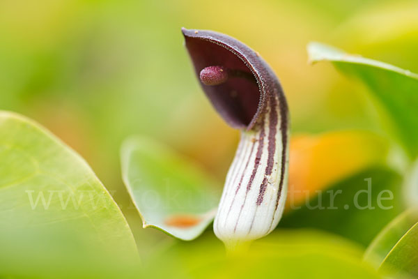 Krummstab (Arisarum vulgare)