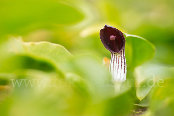 Krummstab (Arisarum vulgare)