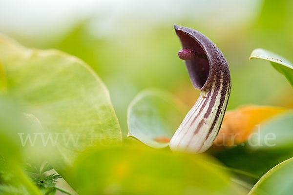 Krummstab (Arisarum vulgare)