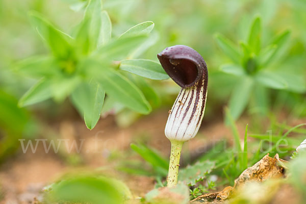 Krummstab (Arisarum vulgare)