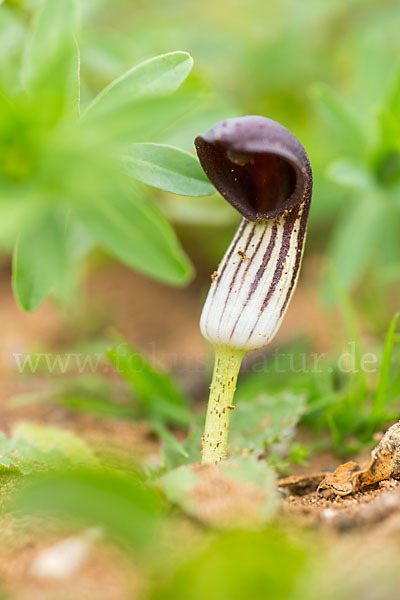 Krummstab (Arisarum vulgare)