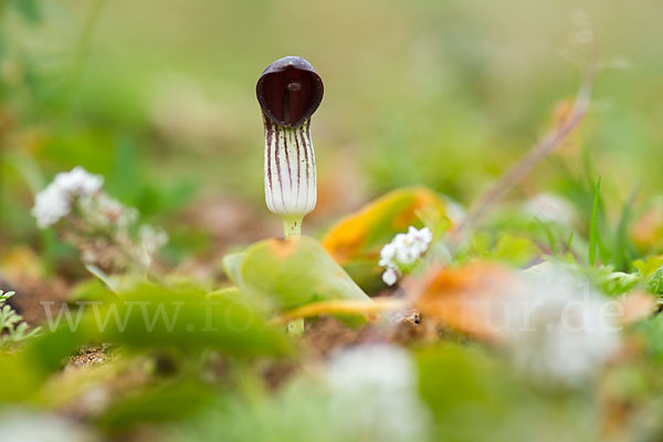 Krummstab (Arisarum vulgare)