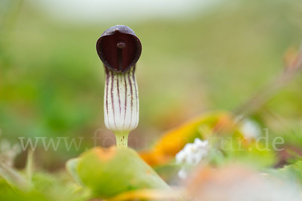 Krummstab (Arisarum vulgare)