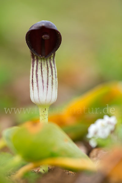 Krummstab (Arisarum vulgare)