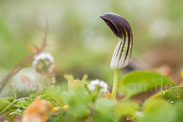 Krummstab (Arisarum vulgare)