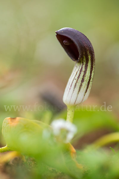 Krummstab (Arisarum vulgare)