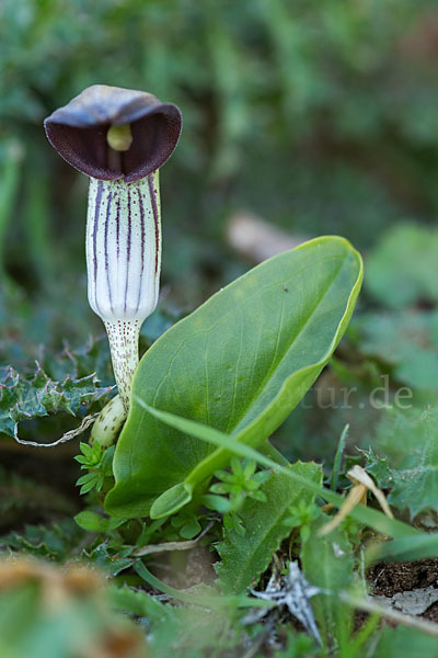 Krummstab (Arisarum vulgare)