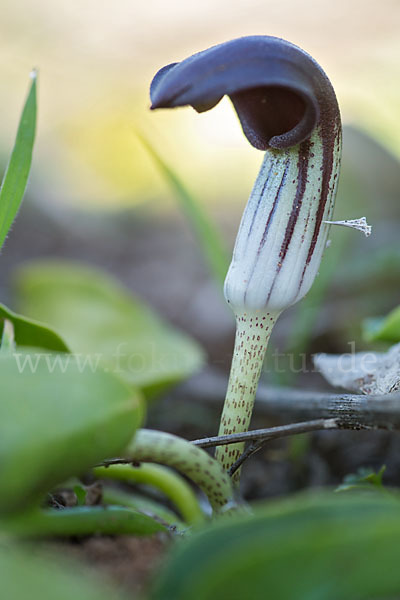 Krummstab (Arisarum vulgare)