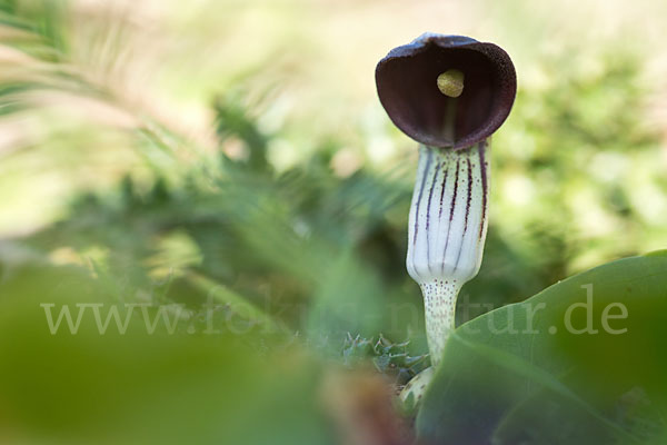 Krummstab (Arisarum vulgare)