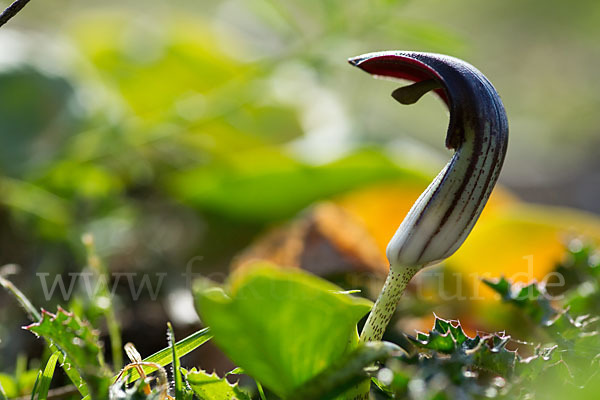 Krummstab (Arisarum vulgare)