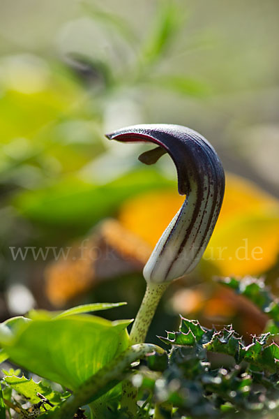 Krummstab (Arisarum vulgare)