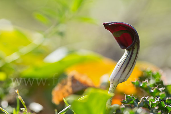 Krummstab (Arisarum vulgare)