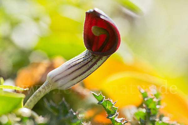 Krummstab (Arisarum vulgare)