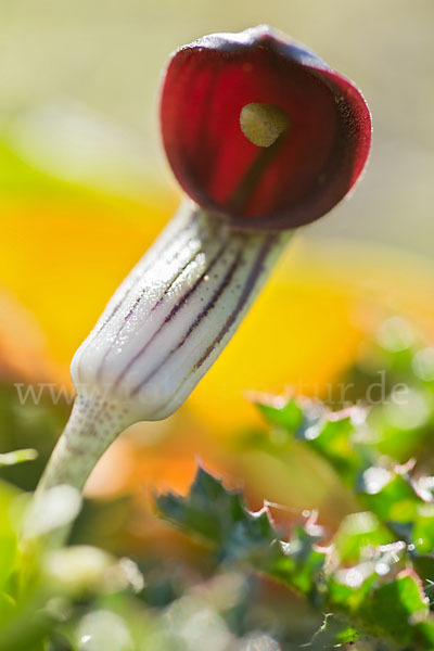 Krummstab (Arisarum vulgare)