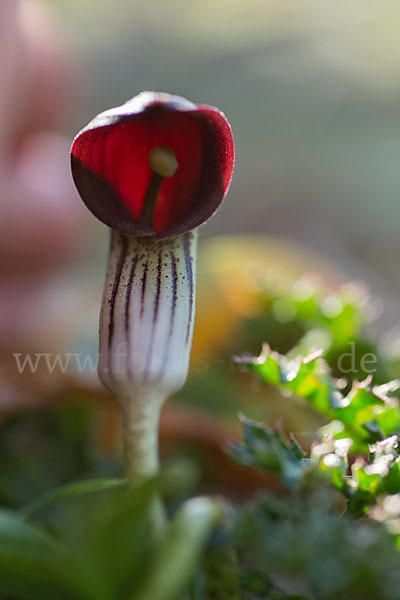 Krummstab (Arisarum vulgare)