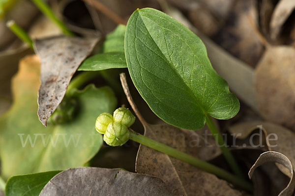 Krummstab (Arisarum vulgare)