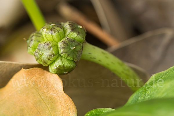 Krummstab (Arisarum vulgare)