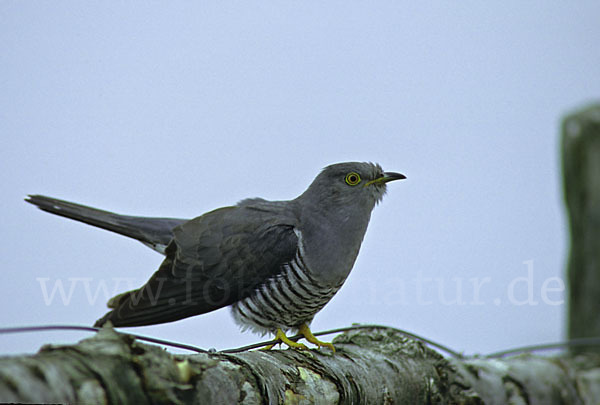 Kuckuck (Cuculus canorus)