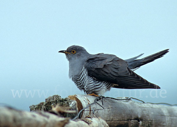 Kuckuck (Cuculus canorus)