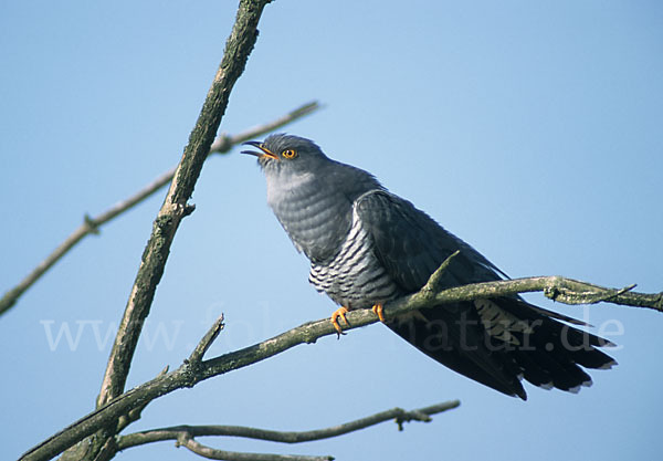 Kuckuck (Cuculus canorus)