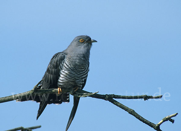 Kuckuck (Cuculus canorus)